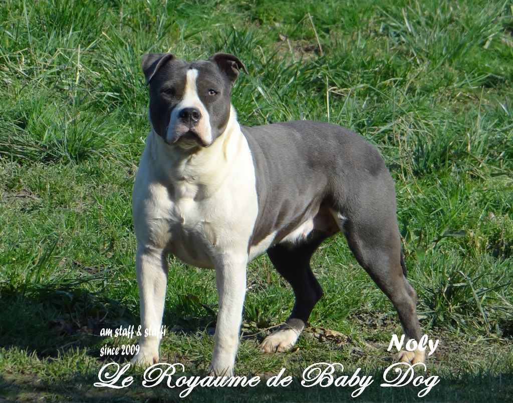 Noly Du Royaume De Baby Dog