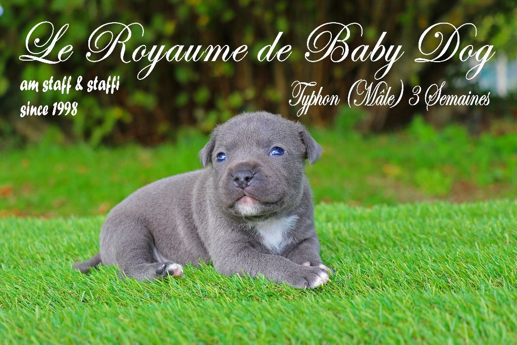 Du Royaume De Baby Dog - CHIOTS AM STAFF Disponibles
