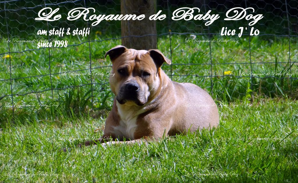 J'lo Du Royaume De Baby Dog