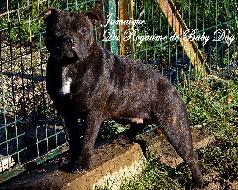 Du Royaume De Baby Dog - Staffordshire Bull Terrier - Portée née le 17/10/2016