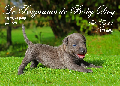 Du Royaume De Baby Dog - American Staffordshire Terrier - Portée née le 06/10/2022
