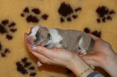 Du Royaume De Baby Dog - American Staffordshire Terrier - Portée née le 22/01/2023