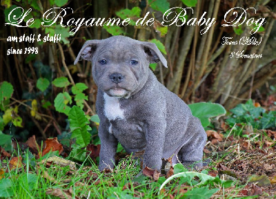 Du Royaume De Baby Dog - Staffordshire Bull Terrier - Portée née le 27/08/2022