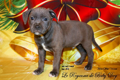 Du Royaume De Baby Dog - American Staffordshire Terrier - Portée née le 06/10/2022