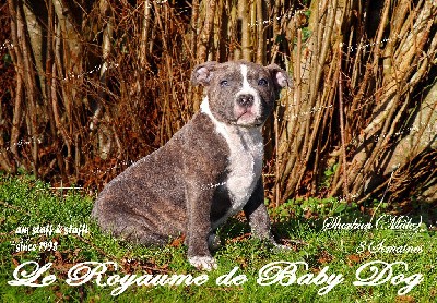 Du Royaume De Baby Dog - American Staffordshire Terrier - Portée née le 26/11/2021