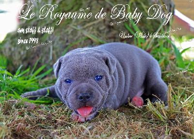 Du Royaume De Baby Dog - Staffordshire Bull Terrier - Portée née le 26/07/2023