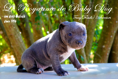 Du Royaume De Baby Dog - Staffordshire Bull Terrier - Portée née le 28/06/2022