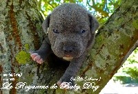 Du Royaume De Baby Dog - Staffordshire Bull Terrier - Portée née le 19/09/2018