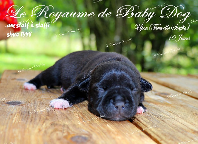 Du Royaume De Baby Dog - Staffordshire Bull Terrier - Portée née le 13/08/2023