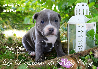 Du Royaume De Baby Dog - Staffordshire Bull Terrier - Portée née le 25/06/2024