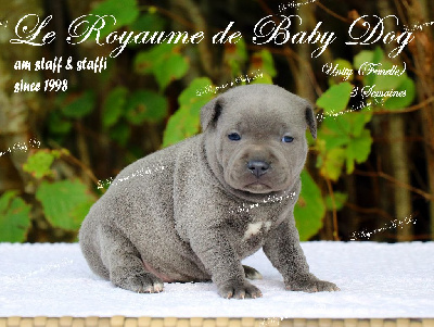 Du Royaume De Baby Dog - Staffordshire Bull Terrier - Portée née le 08/10/2023