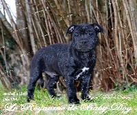 Du Royaume De Baby Dog - Staffordshire Bull Terrier - Portée née le 12/12/2020