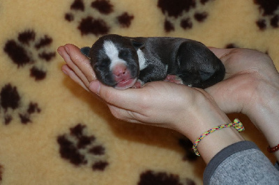 Du Royaume De Baby Dog - American Staffordshire Terrier - Portée née le 22/01/2023