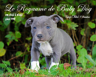 Du Royaume De Baby Dog - Staffordshire Bull Terrier - Portée née le 27/08/2022