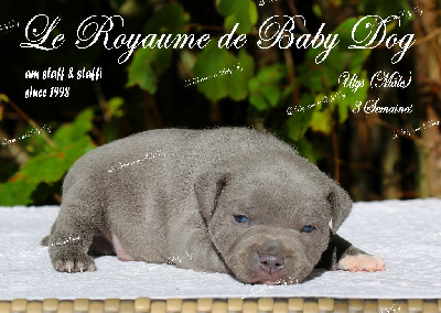 Du Royaume De Baby Dog - Staffordshire Bull Terrier - Portée née le 08/10/2023