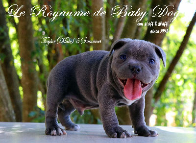 Du Royaume De Baby Dog - Staffordshire Bull Terrier - Portée née le 25/06/2022