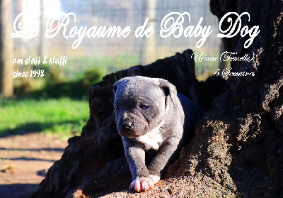 Du Royaume De Baby Dog - Staffordshire Bull Terrier - Portée née le 11/01/2023