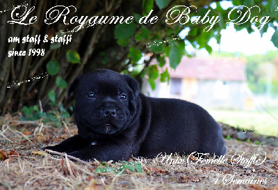 Du Royaume De Baby Dog - Staffordshire Bull Terrier - Portée née le 13/08/2023