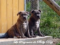 Du Royaume De Baby Dog - American Staffordshire Terrier - Portée née le 05/01/2018