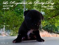 Du Royaume De Baby Dog - Staffordshire Bull Terrier - Portée née le 12/07/2019