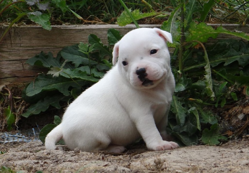 Du Royaume De Baby Dog - Staffordshire Bull Terrier - Portée née le 04/07/2016