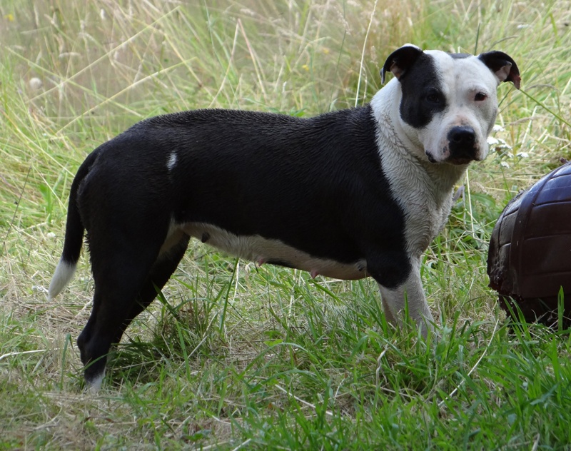 Floreal Du Royaume De Baby Dog