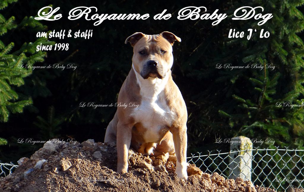 J'lo Du Royaume De Baby Dog