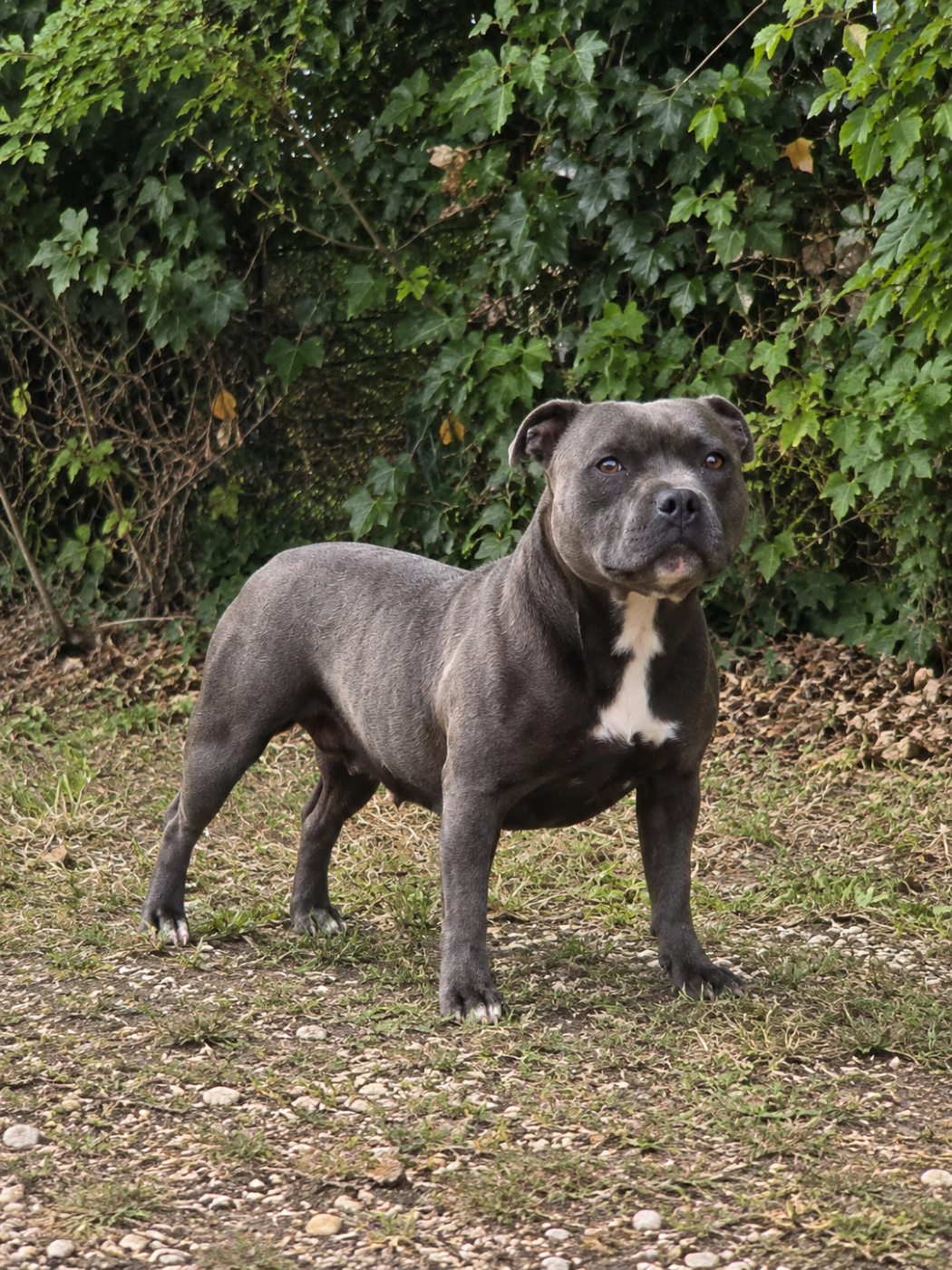 Unity  Du Royaume De Baby Dog