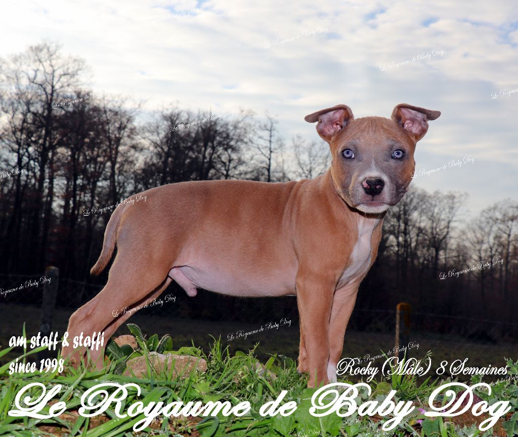 Du Royaume De Baby Dog - CHIOTS AM STAFF Disponibles