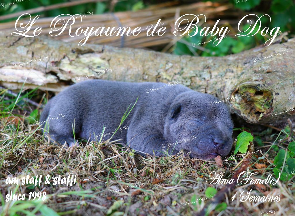 Chiots Staffie Bleu intense disponibles