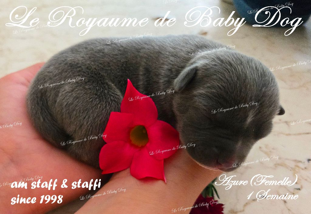 CHIOTS AM STAFF bleu Disponibles