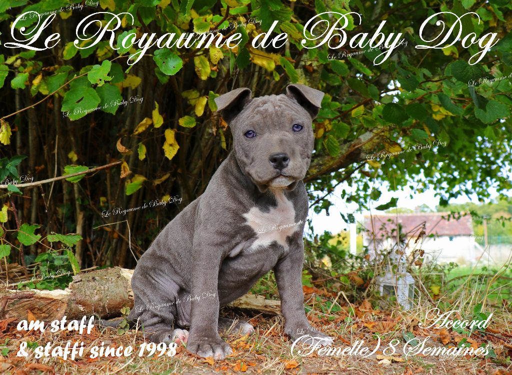 CHIOTS AM STAFF bleu Disponibles