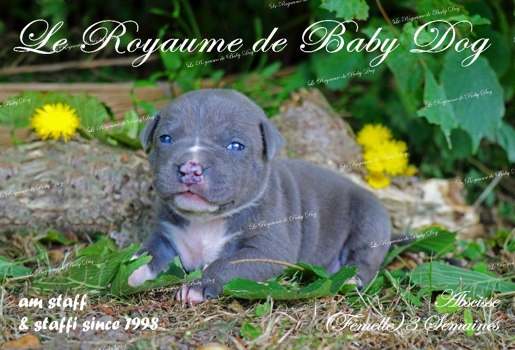 CHIOTS AM STAFF bleu Disponibles