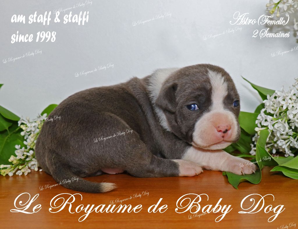 CHIOTS AM STAFF Disponibles
