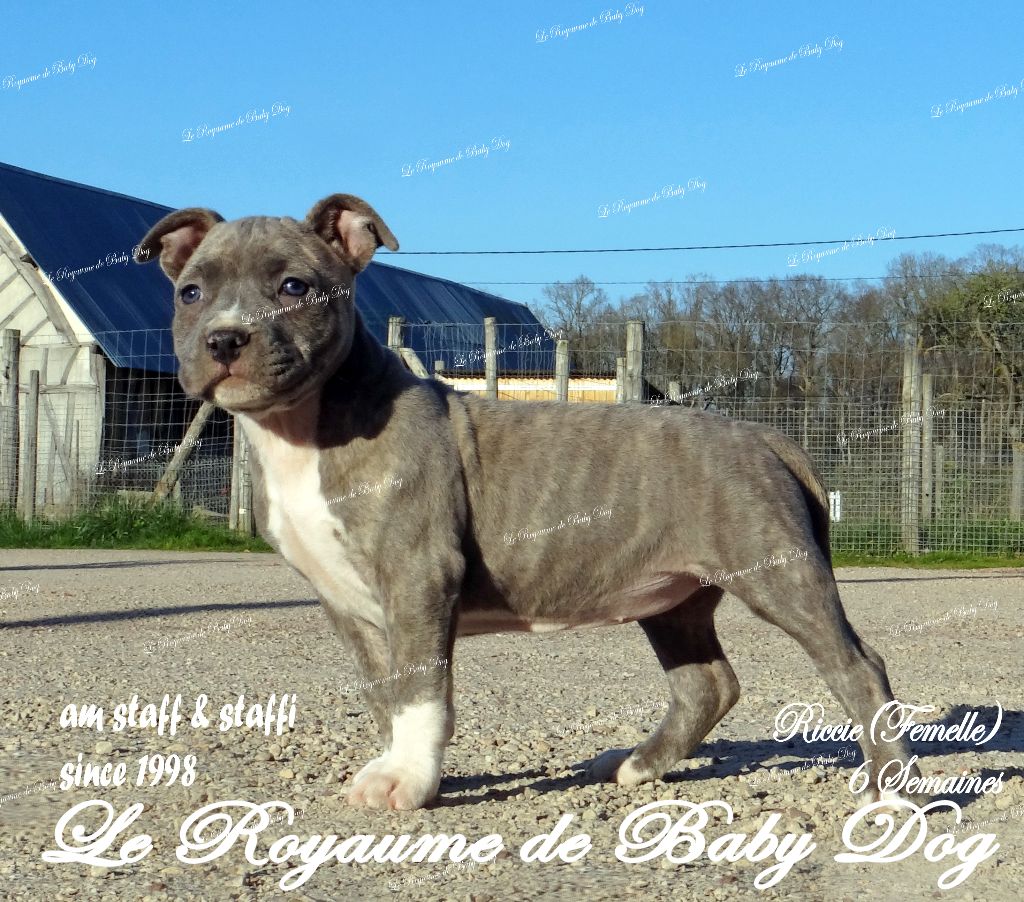 Du Royaume De Baby Dog - CHIOTS AM STAFF Disponibles