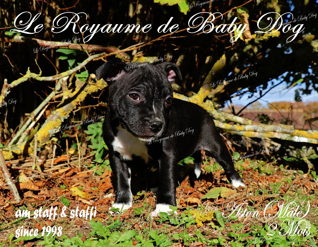 Chiots Staffie Bleu intense disponibles