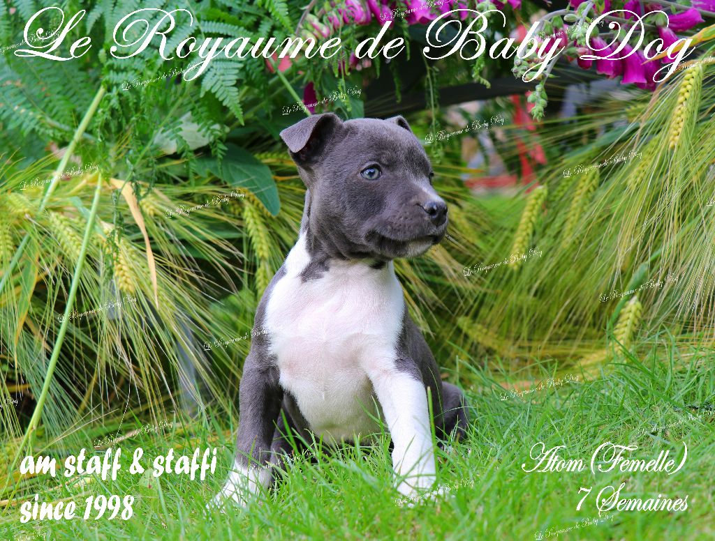 CHIOTS AM STAFF Disponibles