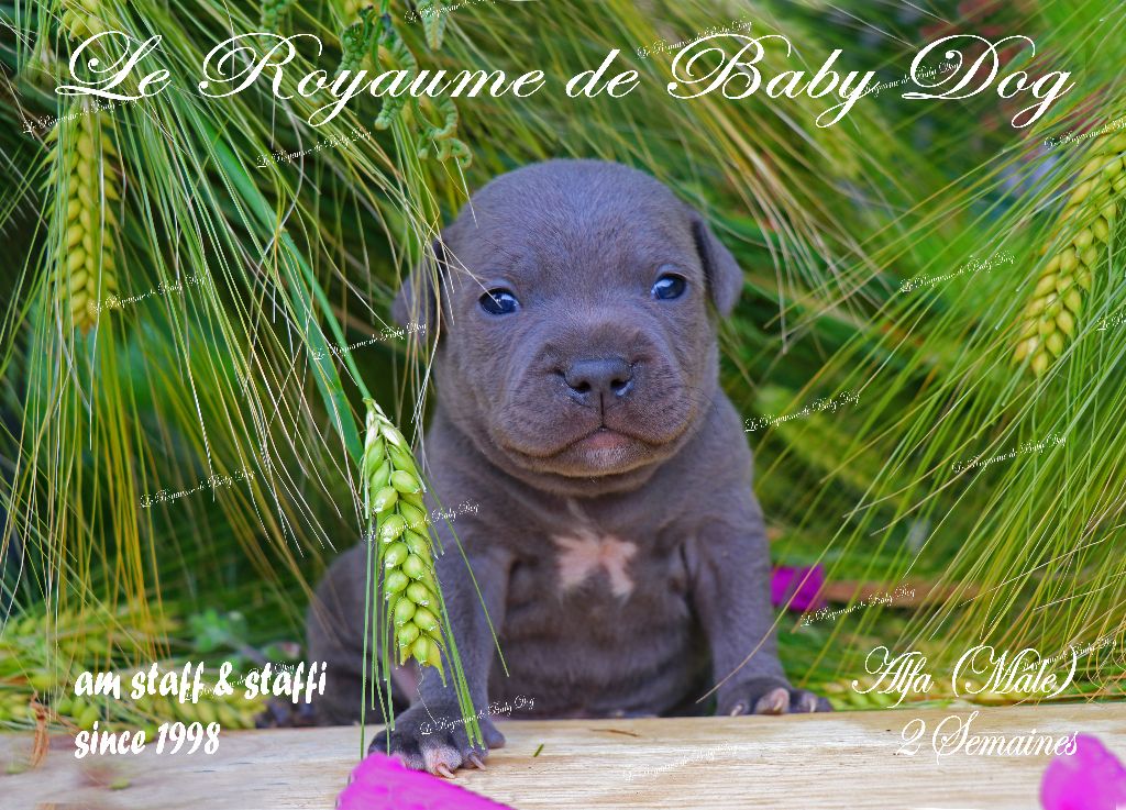 Chiots Staffie Bleues instance disponibles