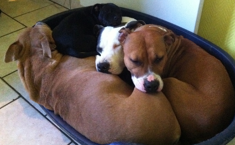 Staff et Staffie