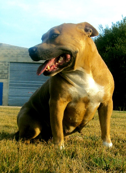 Coréal du royaume de Baby dog