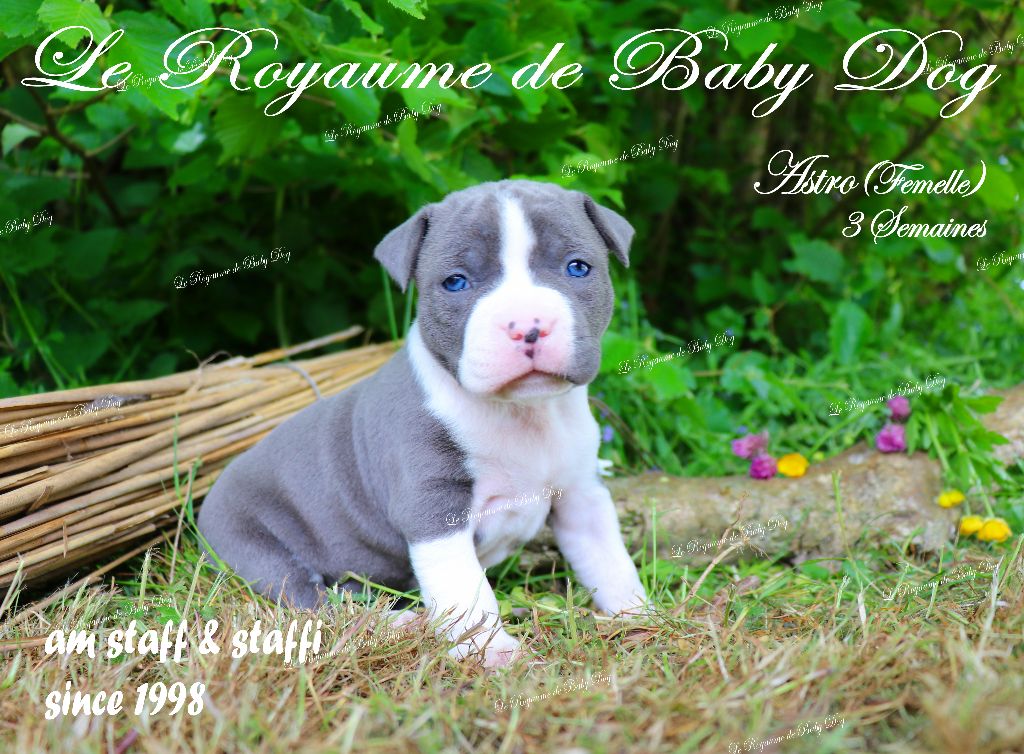 Du Royaume De Baby Dog - Chiots disponibles - American Staffordshire Terrier