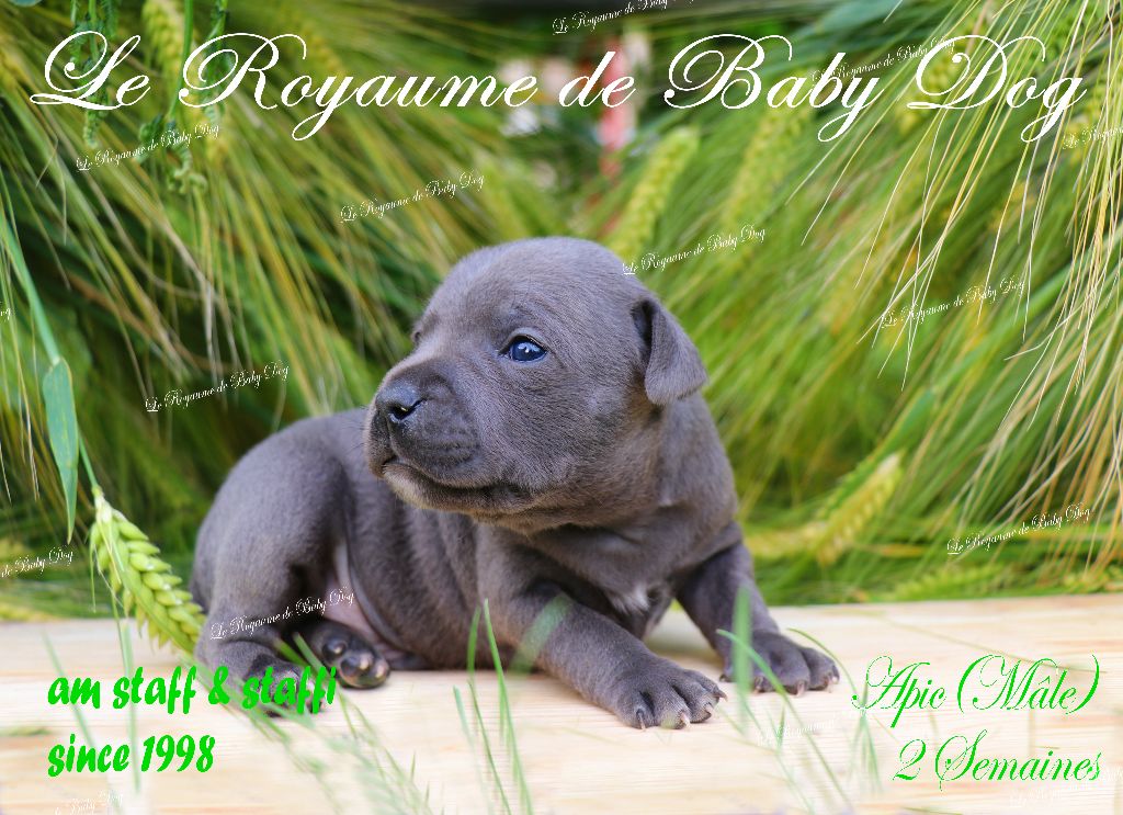 Du Royaume De Baby Dog - Chiots disponibles - Staffordshire Bull Terrier