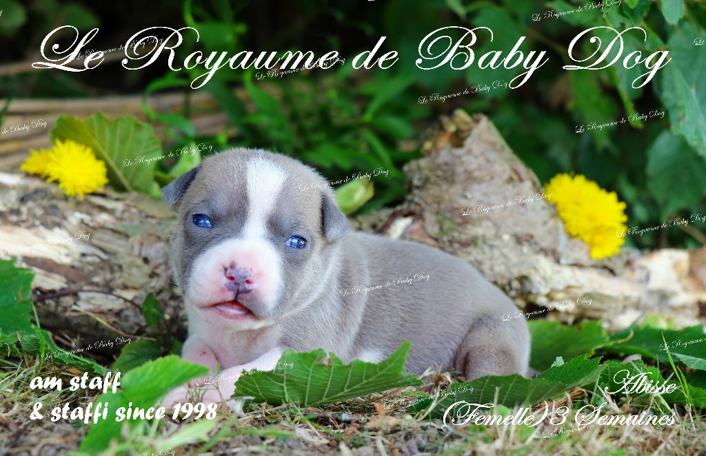 Du Royaume De Baby Dog - Chiots disponibles - American Staffordshire Terrier