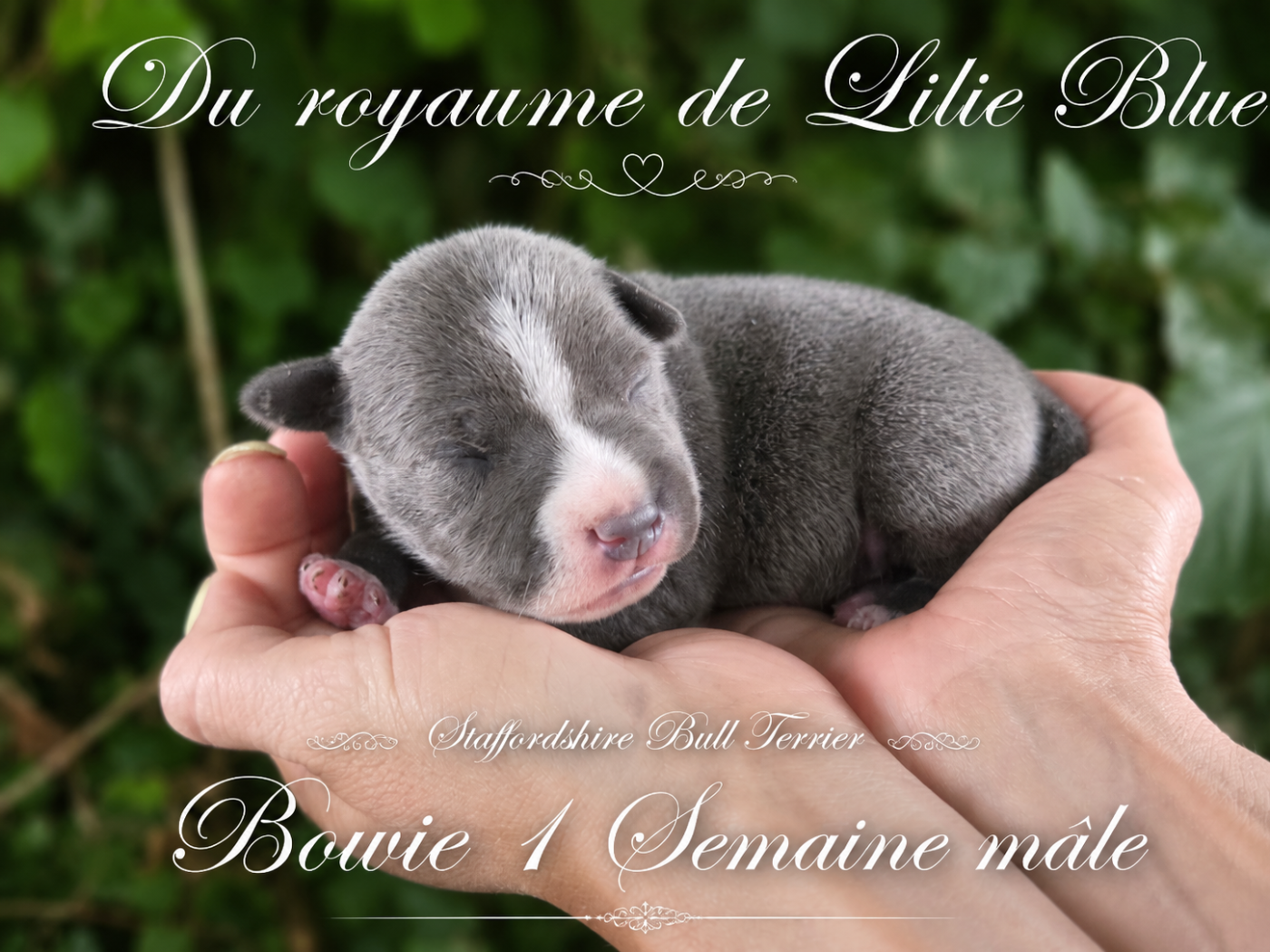 Du Royaume De Baby Dog - Chiots disponibles - Staffordshire Bull Terrier