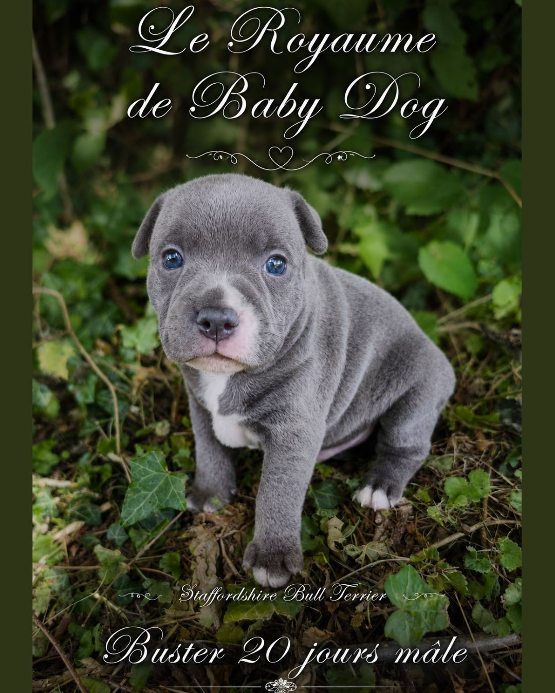 Du Royaume De Baby Dog - Chiots disponibles - Staffordshire Bull Terrier