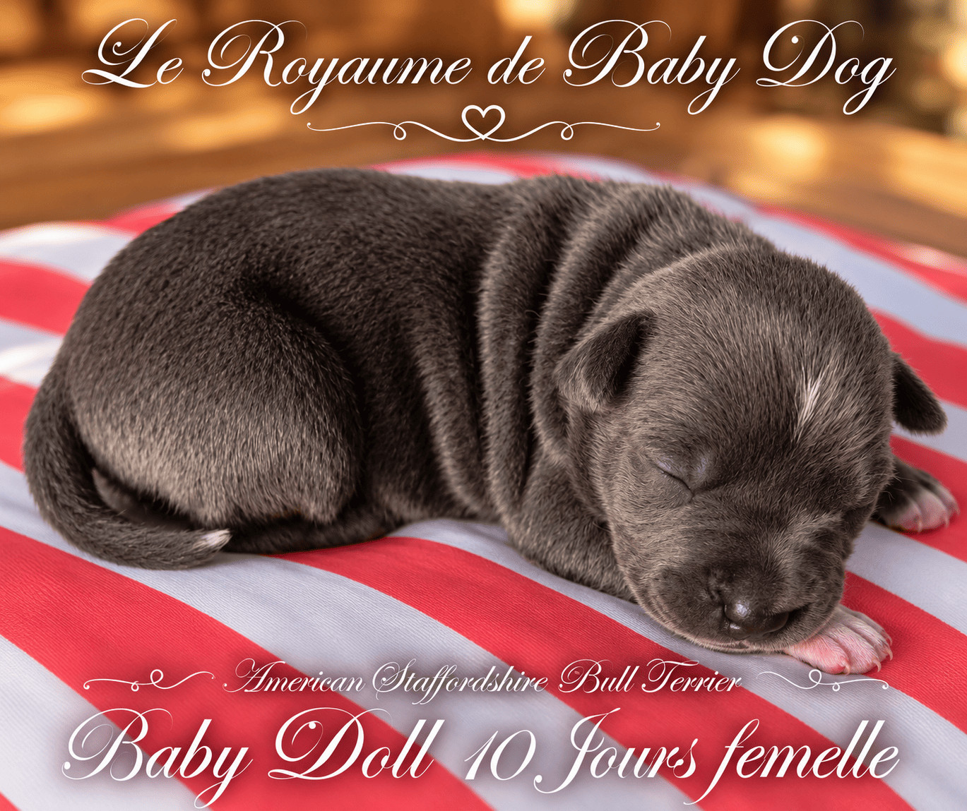 Du Royaume De Baby Dog - Chiots disponibles - American Staffordshire Terrier