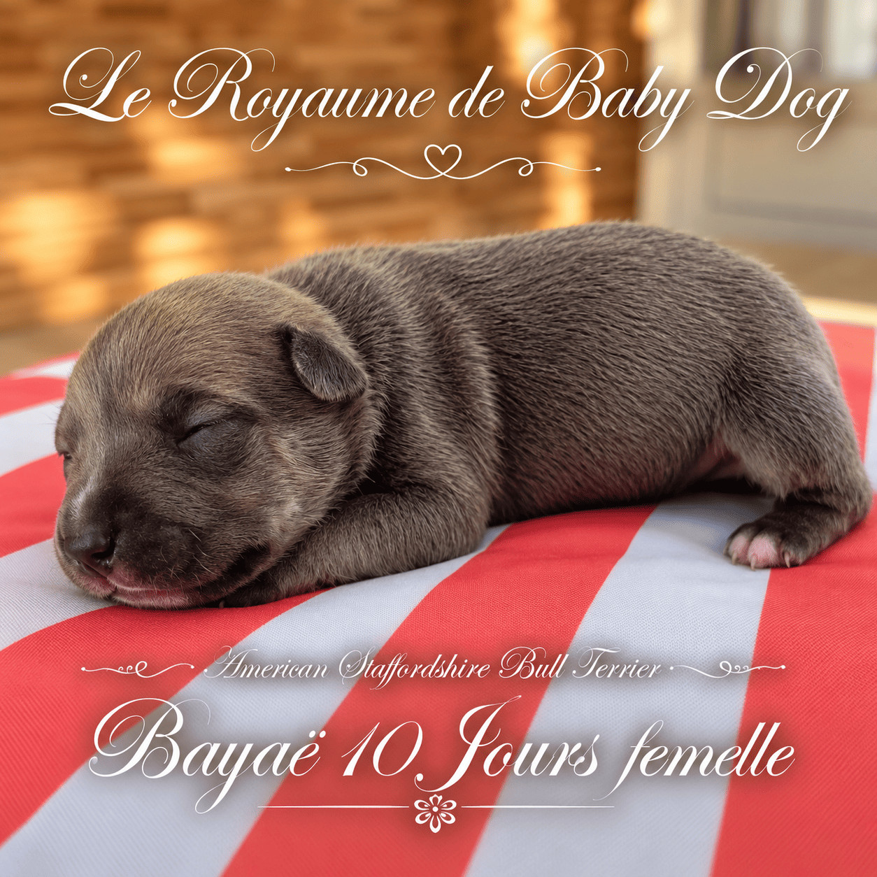 Du Royaume De Baby Dog - Chiots disponibles - American Staffordshire Terrier