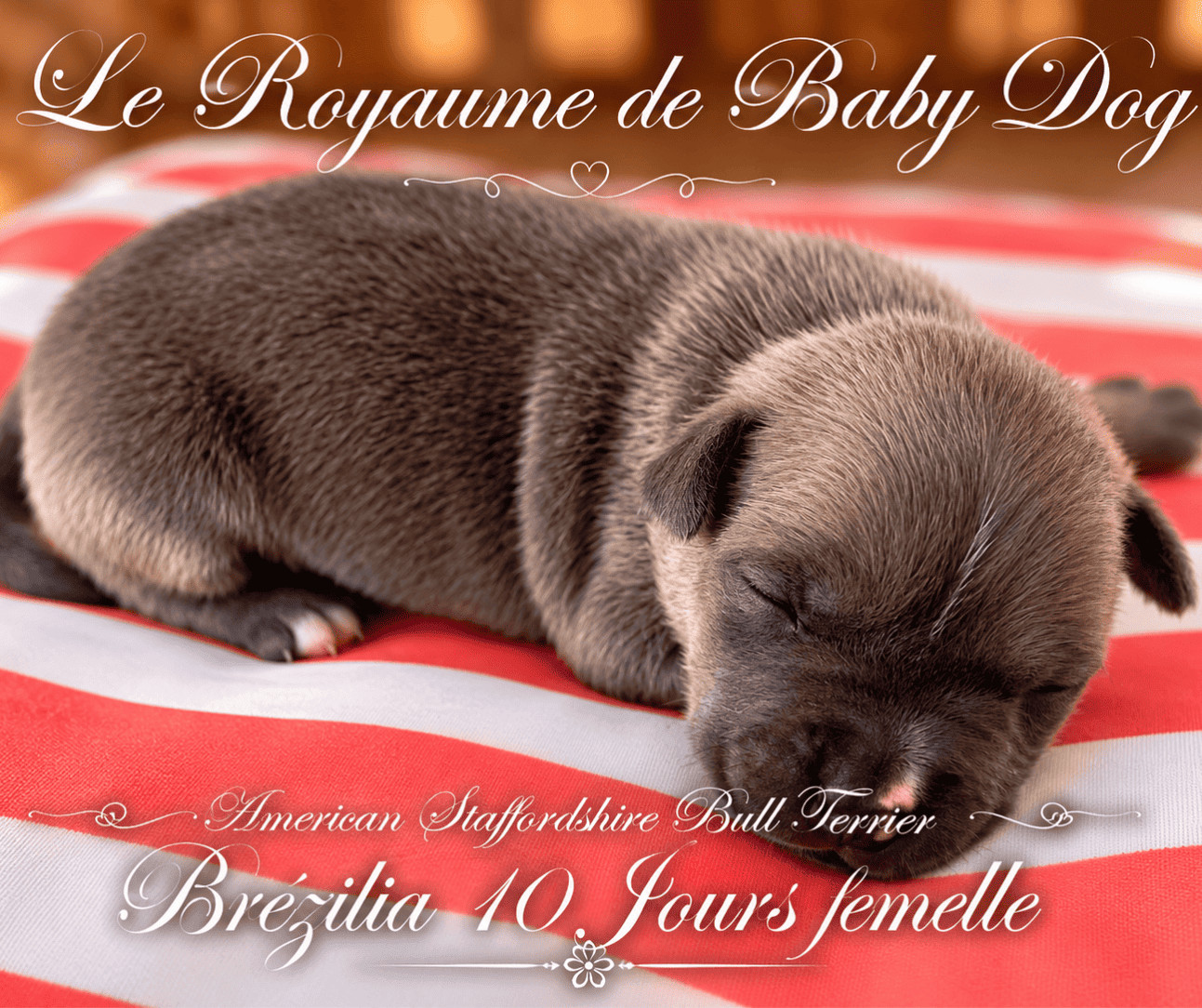 Du Royaume De Baby Dog - Chiots disponibles - American Staffordshire Terrier