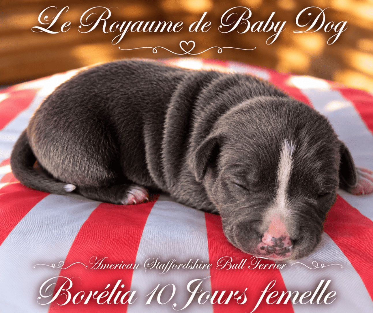 Du Royaume De Baby Dog - Chiots disponibles - American Staffordshire Terrier