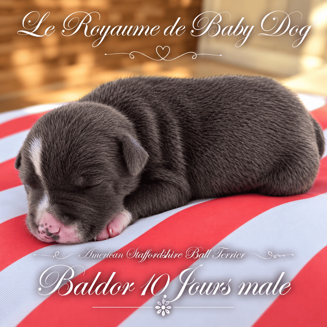 Du Royaume De Baby Dog - Chiots disponibles - American Staffordshire Terrier